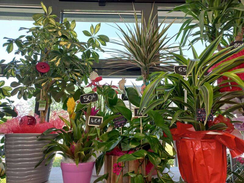 Plante extérieur à Castres