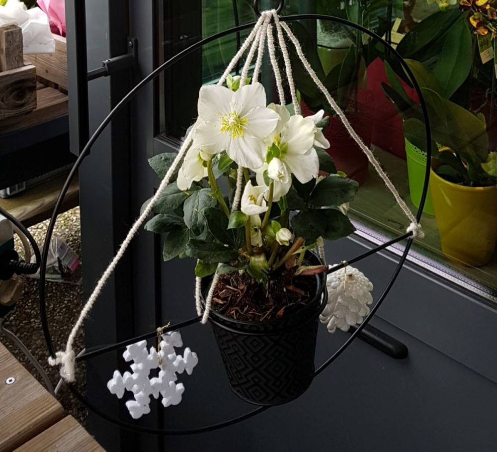 Fleur et Cetera